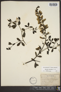 Baptisia alba image