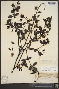 Baptisia alba image