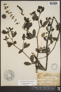 Baptisia alba image