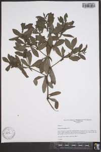 Baptisia bracteata var. leucophaea image