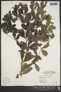 Baptisia nuttalliana image