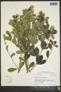 Baptisia nuttalliana image