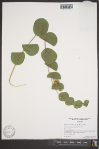 Baptisia perfoliata image