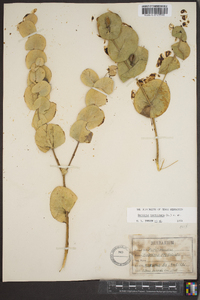 Baptisia perfoliata image