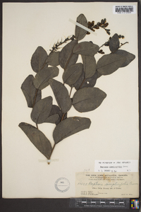 Baptisia simplicifolia image