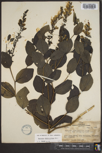 Baptisia simplicifolia image