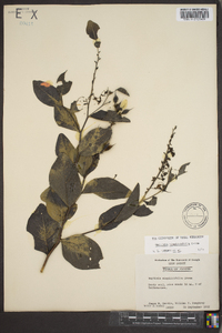 Baptisia simplicifolia image