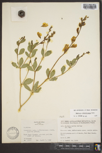 Baptisia sphaerocarpa image