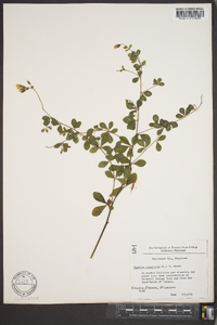 Baptisia tinctoria image