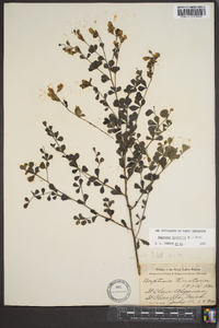 Baptisia tinctoria image