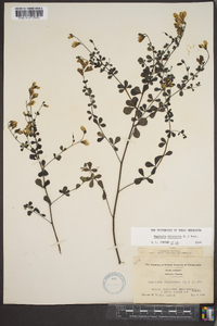 Baptisia tinctoria image