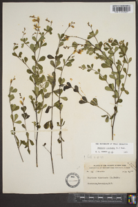 Baptisia tinctoria image