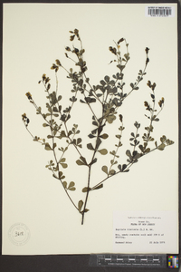 Baptisia tinctoria image