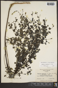 Baptisia tinctoria image