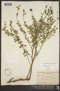 Baptisia tinctoria image