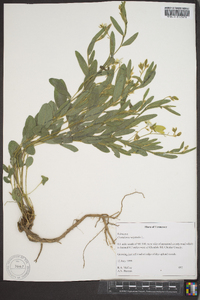 Crotalaria sagittalis image