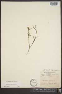 Crotalaria sagittalis image