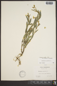 Crotalaria sagittalis image