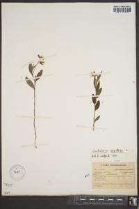 Crotalaria sagittalis image