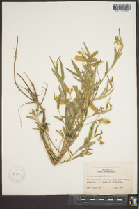 Crotalaria sagittalis image