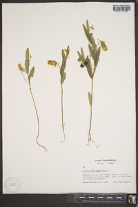 Crotalaria sagittalis image