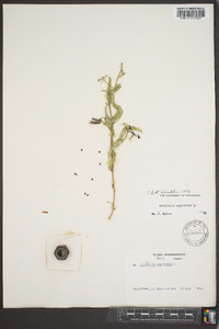 Crotalaria sagittalis image