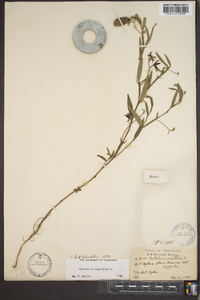 Crotalaria sagittalis image