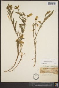 Crotalaria sagittalis image