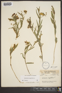 Crotalaria sagittalis image