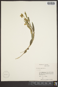 Crotalaria sagittalis image