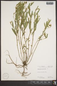 Crotalaria sagittalis image