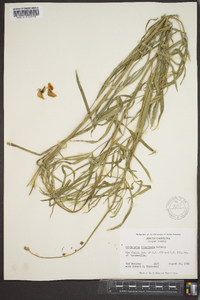 Crotalaria intermedia image