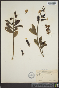 Crotalaria retusa image