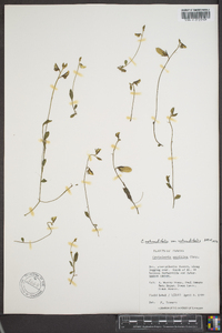 Crotalaria rotundifolia image