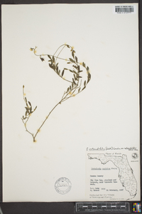 Crotalaria rotundifolia image