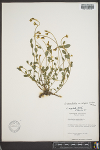 Crotalaria rotundifolia image