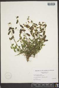 Crotalaria rotundifolia var. vulgaris image