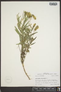 Crotalaria sagittalis image