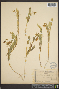 Crotalaria sagittalis image