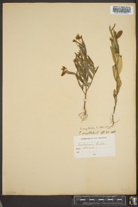 Crotalaria sagittalis image