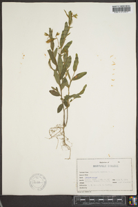 Crotalaria sagittalis image