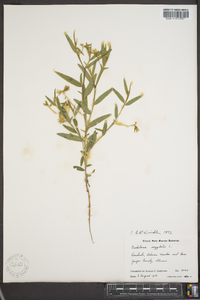 Crotalaria sagittalis image