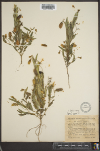 Crotalaria sagittalis image