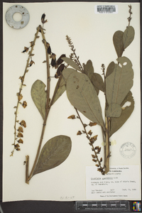 Crotalaria spectabilis image