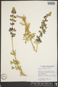 Lupinus albifrons image