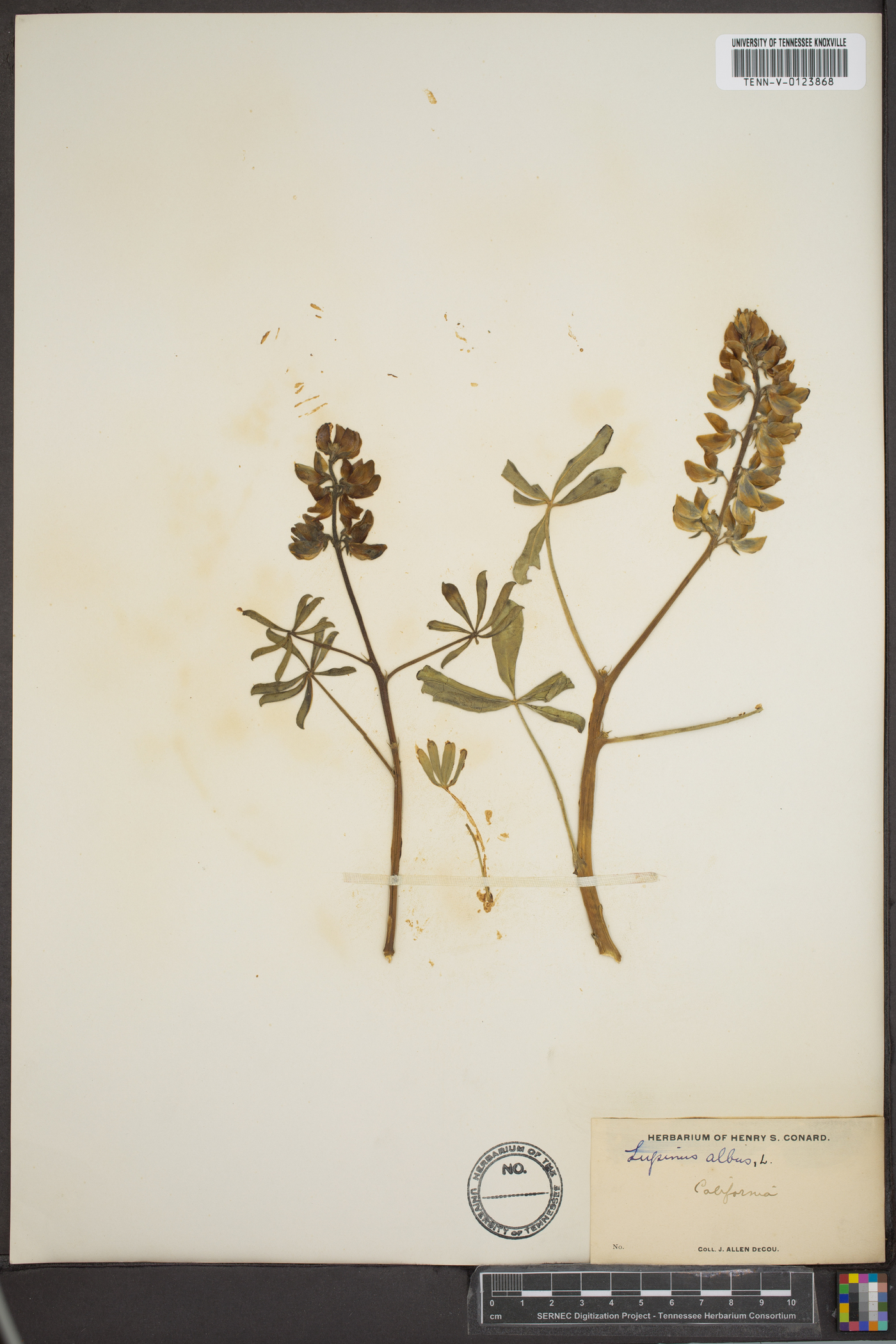 Lupinus albus image