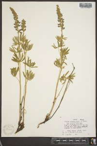 Lupinus arbustus subsp. neolaxiflorus image