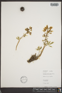 Lupinus arcticus image