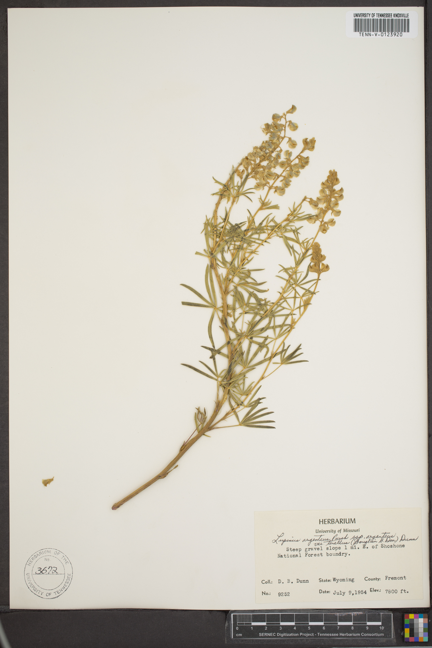 Lupinus argenteus var. laxiflorus image
