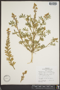 Lupinus arizonicus subsp. arizonicus image